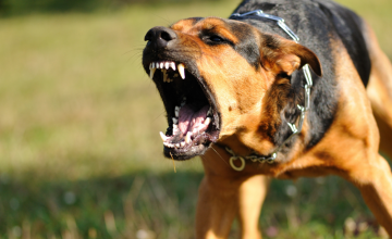 Preventing Dog Attacks While Outdoors