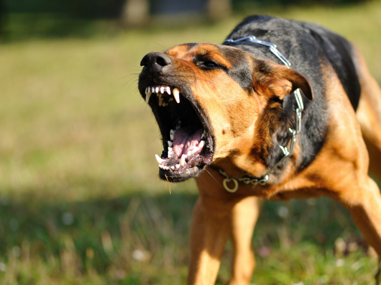 Preventing Dog Attacks While Outdoors